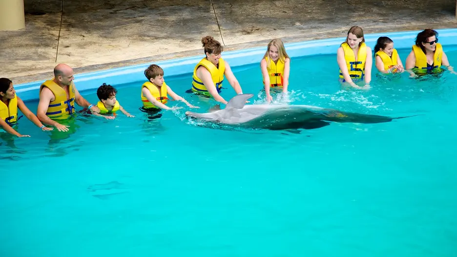 Dolphin Ride + the Great Wheel — 3
