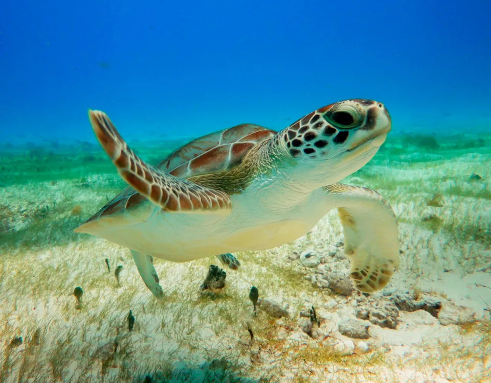 Tulum - Akumal & Swim with Turtles — 5