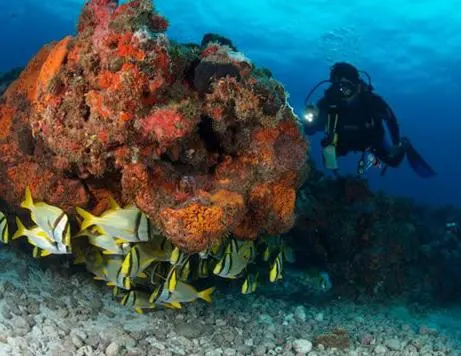 2 Tanks Certified Diving — 2
