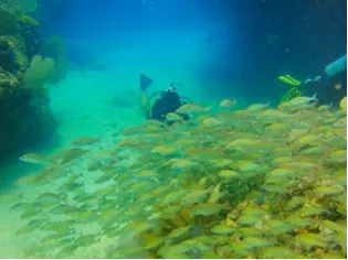 Advanced Open Water Course — 2