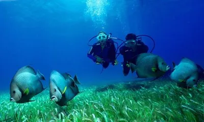 Certified Scuba Diving One Tank Certified Dive