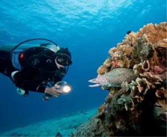 Certified Scuba Diving One Tank Certified Dive — 4