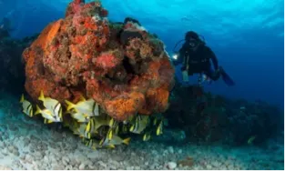 Certified Scuba Diving One Tank Certified Dive — 5