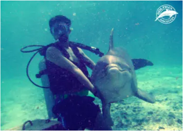 Buceo con Delfines en Cozumel — 2