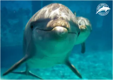 Buceo con Delfines en Cozumel — 3