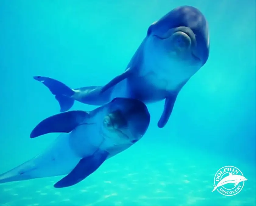 Buceo con Delfines en Cozumel — 4