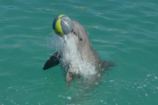 Royal Garrafon in Isla Mujeres + Dolphin Swim Adventure