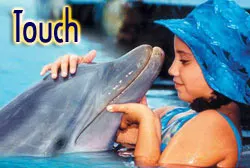 Dolphin Encounter in Isla Mujeres — 3