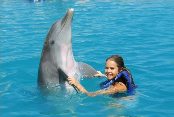 Swim with Dolphins Premium — 2