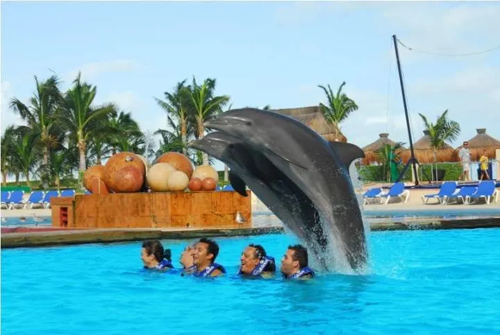 Swim with Dolphins Premium — 4