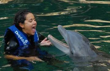 Swim with Dolphins