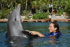 Swim with Dolphins — 5