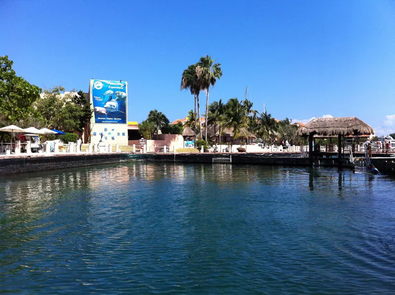 Dolphin Encounter in PDC and Puerto Aventuras — 4