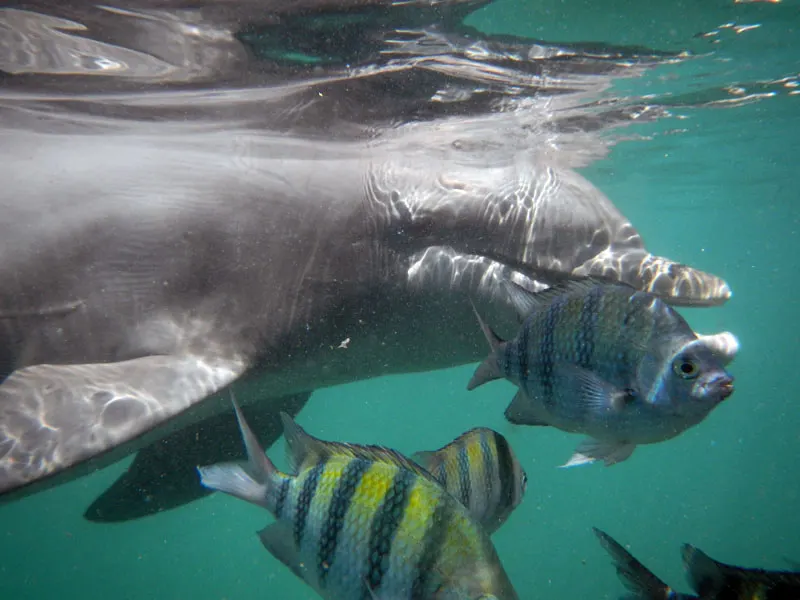 Dolphin Encounter in PDC and Puerto Aventuras — 5