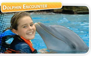 Dolphin Encounter in PDC and Puerto Aventuras