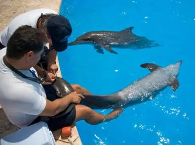 Dolphin Trainer For a Day