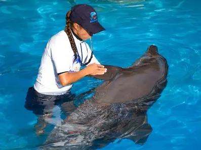 Dolphin Trainer For a Day — 2