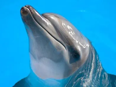 Dolphin Trainer For a Day — 5