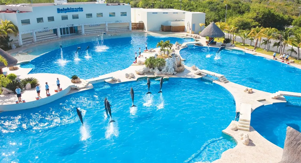 Dolphin Swim Program (Dsp) with Transportation — 5