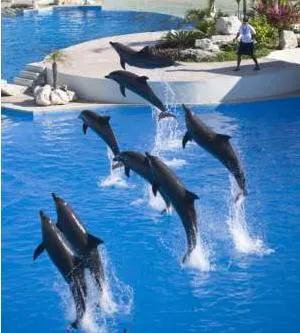 Dolphin Swim Program (Dsp) with Transportation