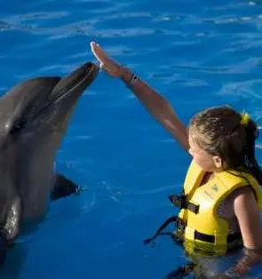 Dolphin Swim Program (Dsp) with Transportation — 3