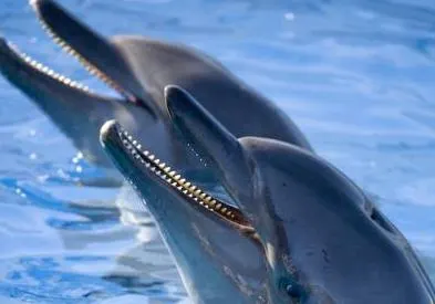 Dolphin Swim and Ride with Transportation — 3