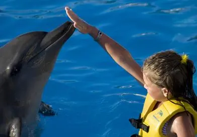 Dolphin Swim and Ride with Transportation — 5