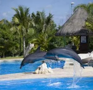 Dolphin Swim and Ride with Transportation — 2