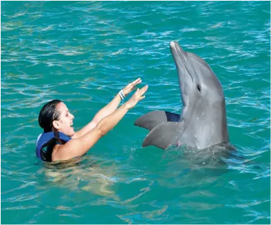 Dolphin Encounter At Cozumel — 2
