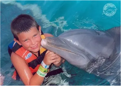 Dolphin Encounter At Cozumel — 3