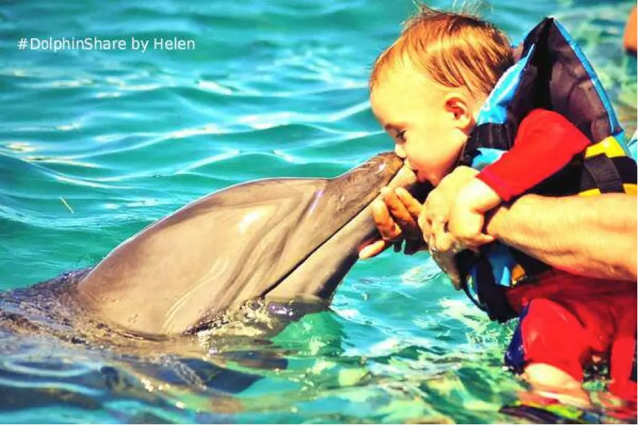 Dolphin Encounter At Cozumel — 4