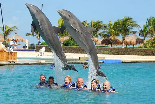 Swim with Dolphins Advance Program in the Aquarium in Cancun