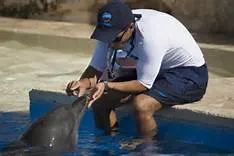 Dolphin Trainer For One Day in Xel Ha — 5