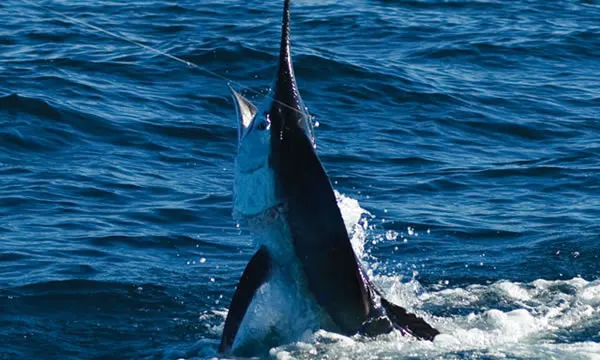 6 HOURS PRIVATE DEEP SEA FISHING (6 people maximum) — 4