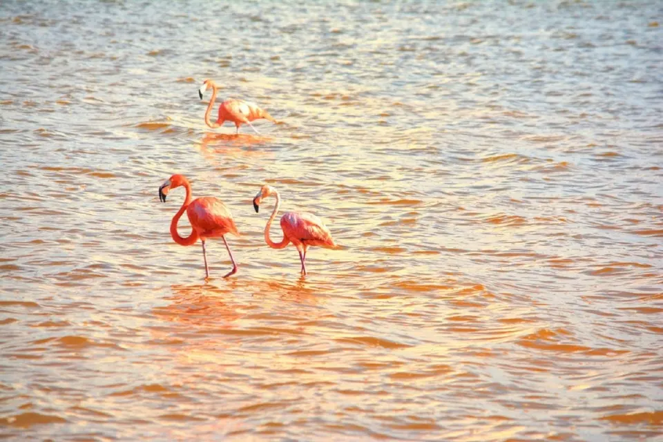 Rio Lagartos y las Coloradas — 2