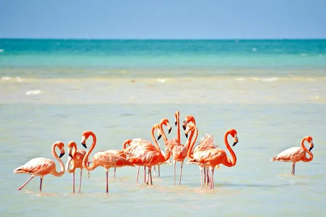 Lo Mejor de Holbox — 2