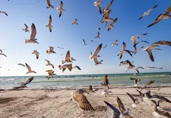 Transportation Bacalar — 5