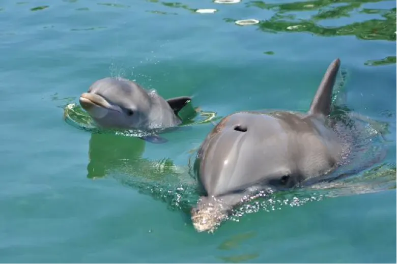 Catamaran Sail, Snorkel & Dolphin Swim At Isla Mujeres — 3