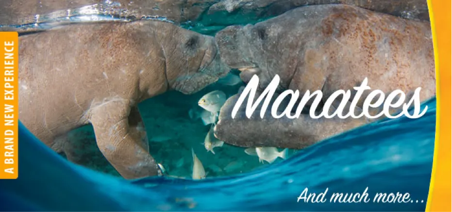 Manatee Interactive in Cozumel