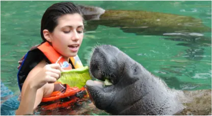 Manatee Interactive in Cozumel — 3
