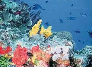 Paradise Reef Snorkel — 5