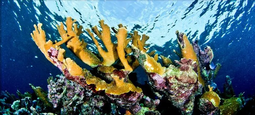 Snorkeling Mayan Adventure — 5