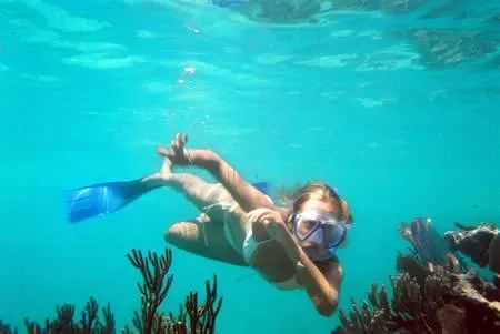 Ocean Safari