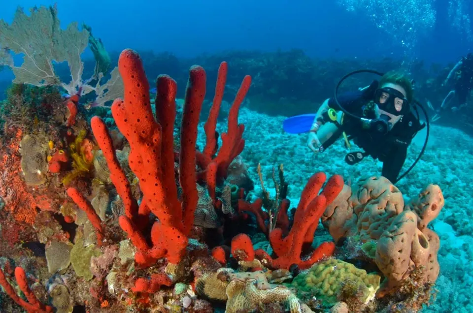 Certified Diving in Cancun — 4
