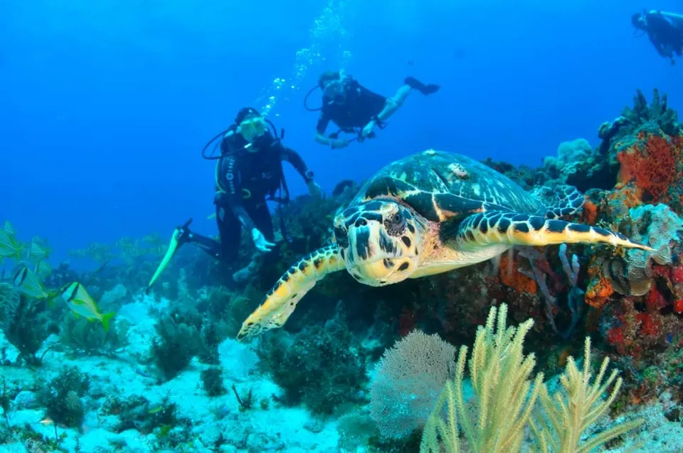 Certified Diving in Cancun — 5