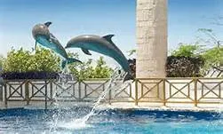 Dolphin Ride + the Great Wheel — 3