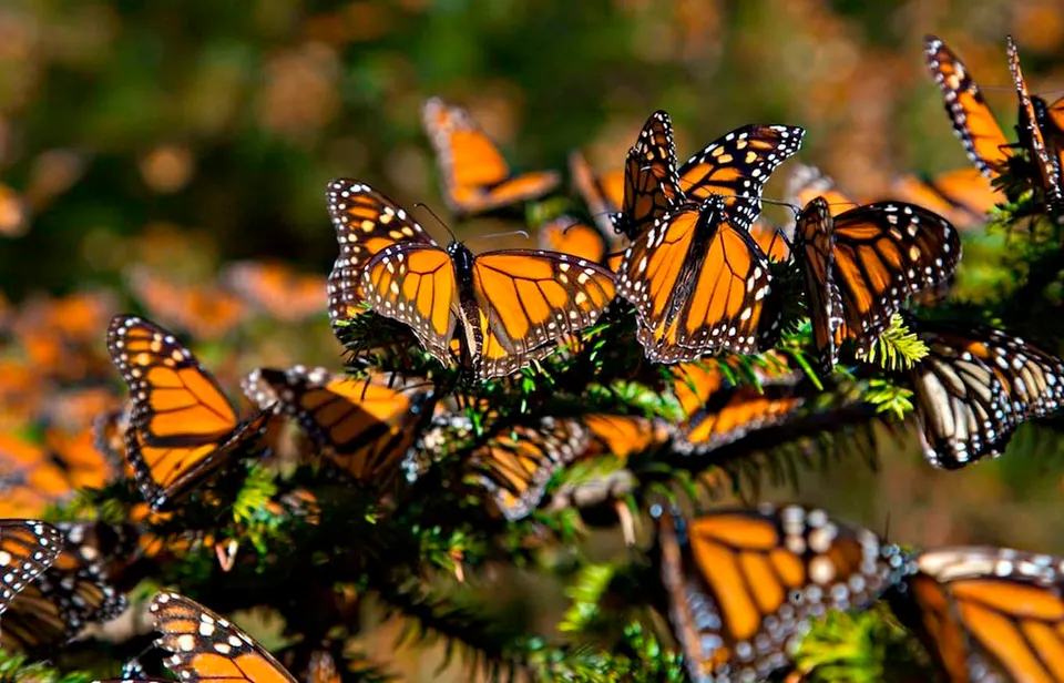 Monarch Butterfly & Valle de Bravo — 3