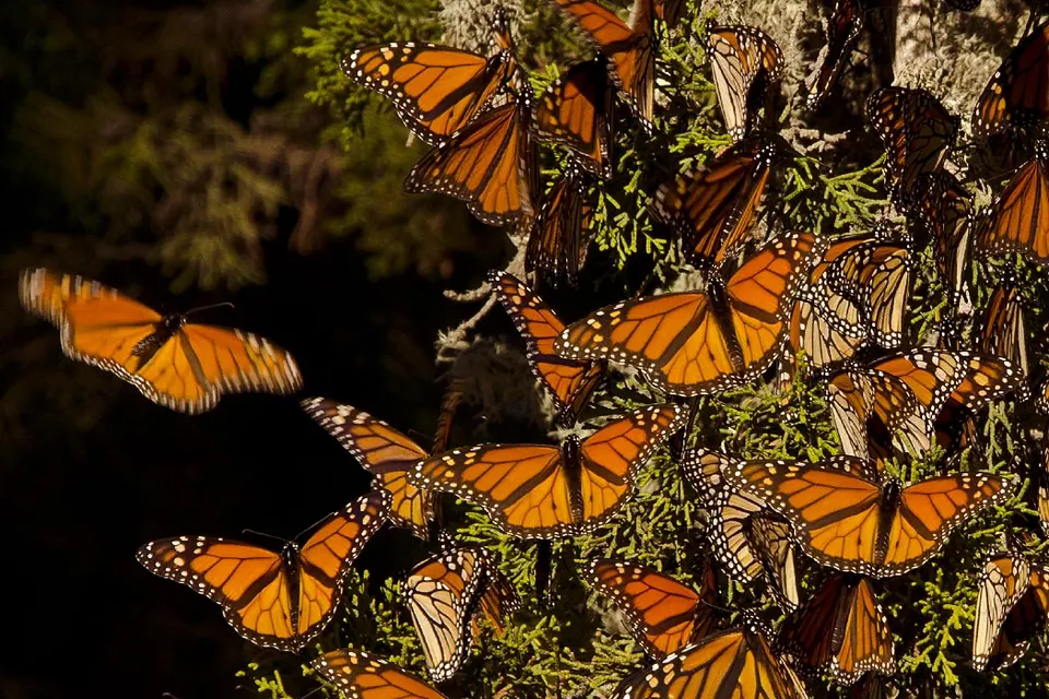 Monarch Butterfly & Valle de Bravo — 2