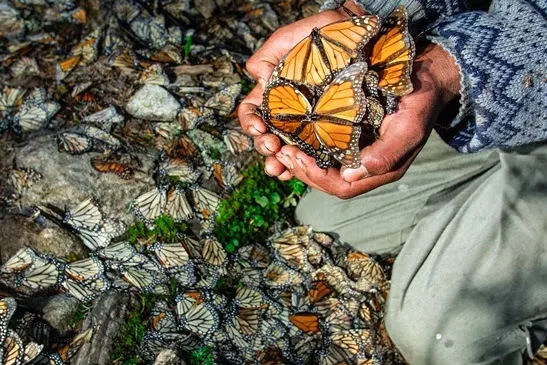 Monarch Butterfly & Valle de Bravo