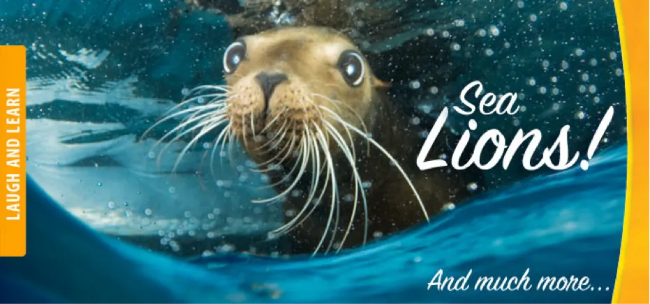 Sea Lion Interactive in Cozumel